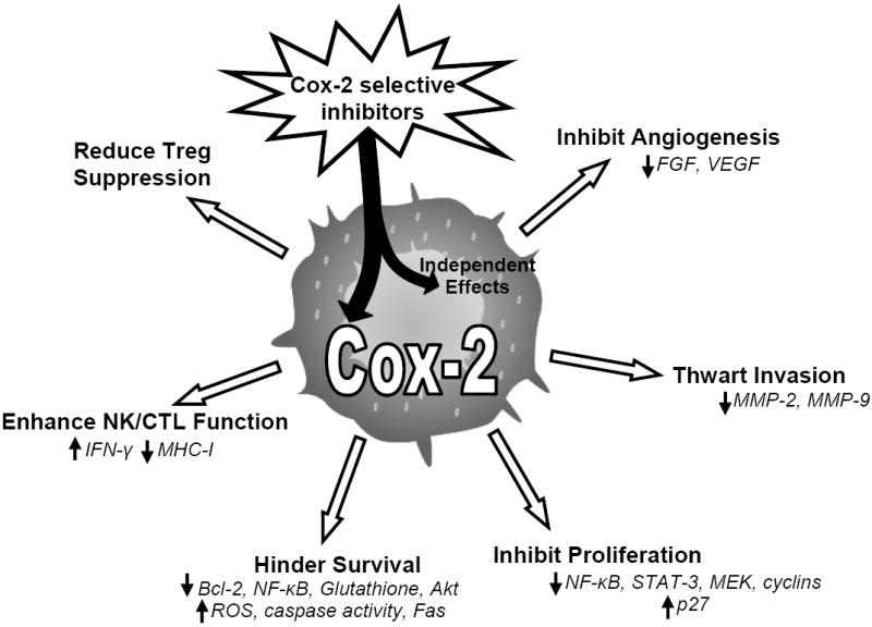 COX2 Inhibitor Celecoxib As AntiCancer Drug Jeffrey Dach MD