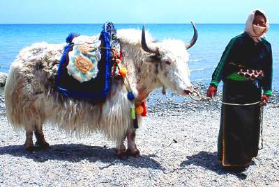 Woman with yak at Qing