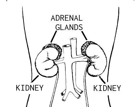 Chapter 7 Adrenal Fatigue the Ignored Epidemic of Modern Civilization